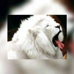 Abiodun White Lion Profile Picture
