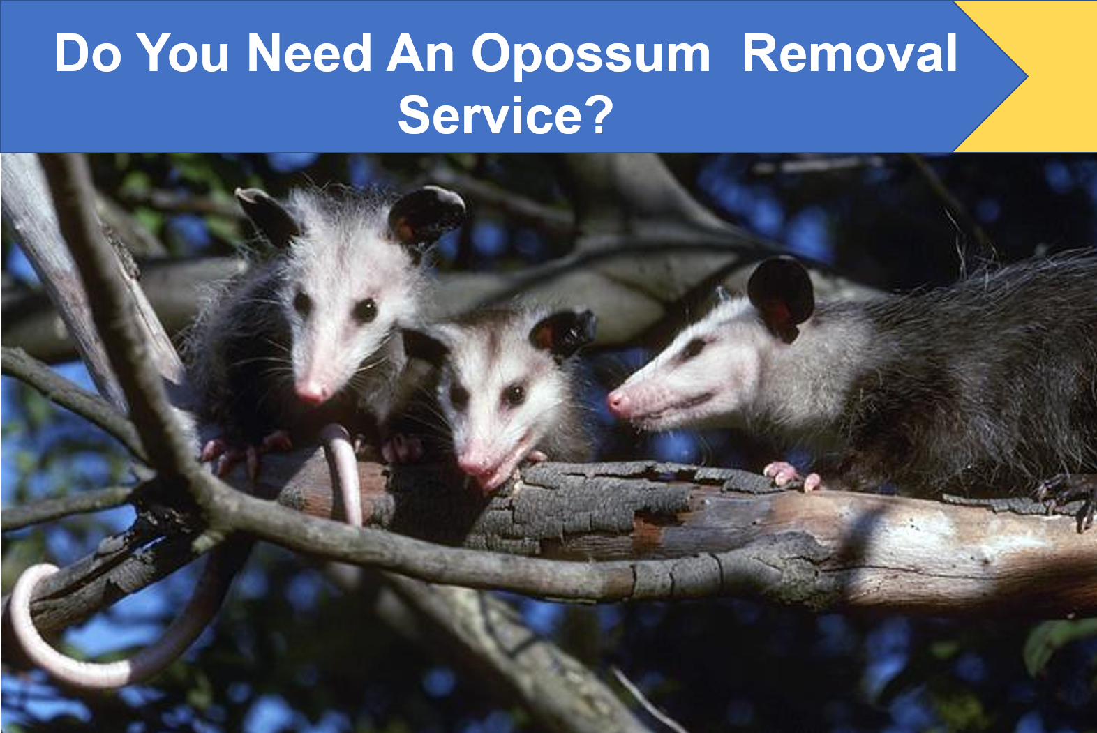 Do You Need an Opossum Removal Service? | Critter Stop