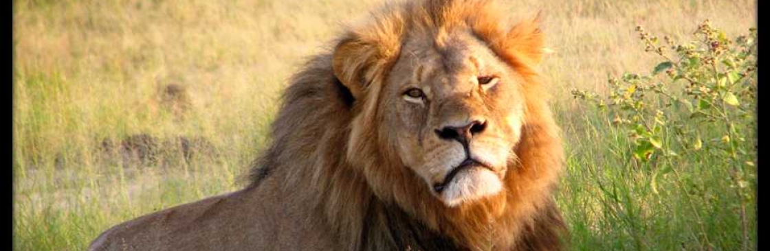 Gir National Park Safari Booking Cover Image